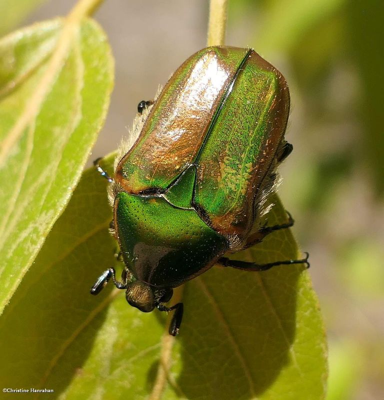 Flower chafer beetle (Euphoria fulgida)