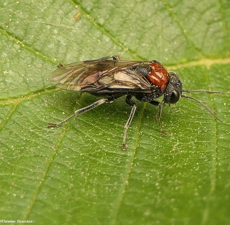 Woolly Alder Sawfly (Eriocampa ovata)