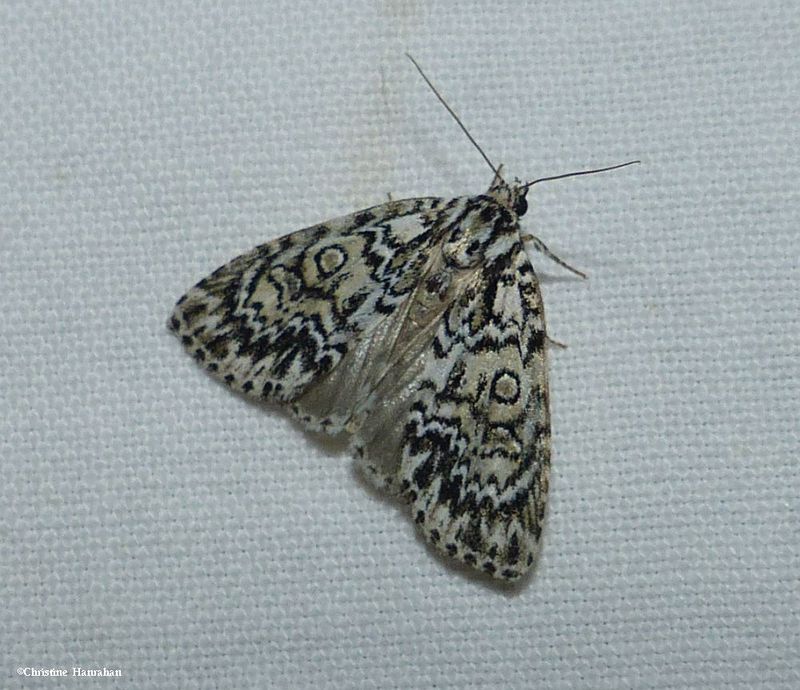 Fragile dagger moth (Acronicta fragilis), #9241