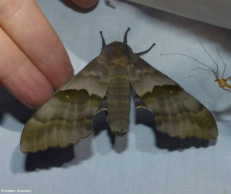 Modest Sphinx moth (Pachysphinx modesta), #7828