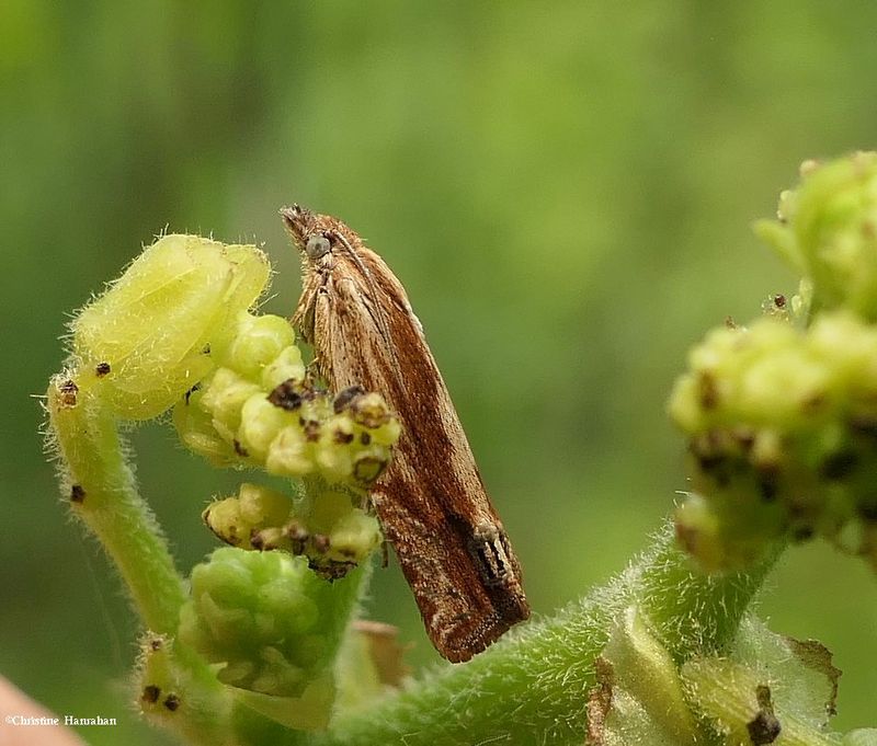 Tortricid moth (Eucosma)