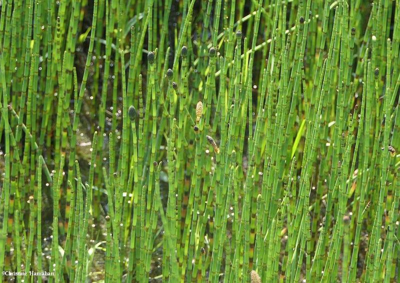 Horsetails (Equisetum)
