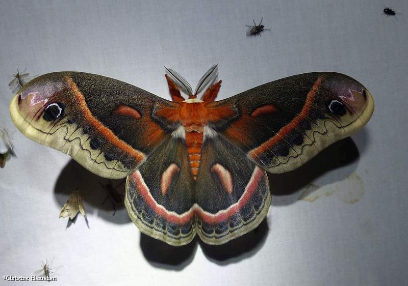 Cecropia moth (Hyalophora cecropia). #7767