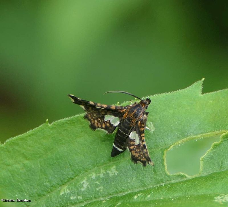 Spotted thyris moth  (Thyris maculata), #6076