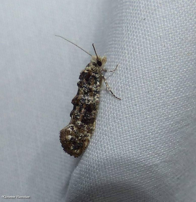 Speckled xylesthia moth (Xylesthia pruniramiella), #0317