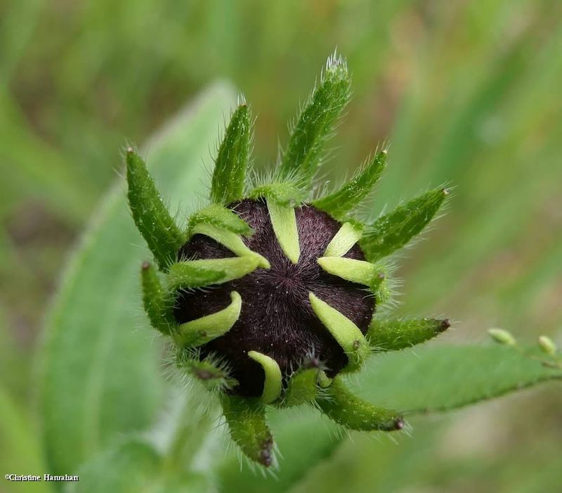 Black-eyed Susan (<em>Rudbeckia</em>)