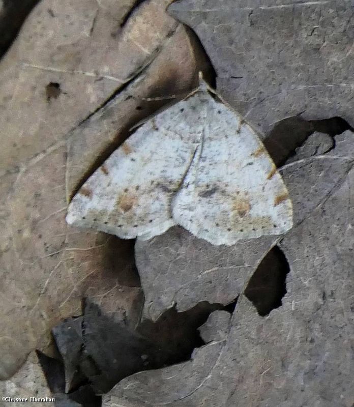 Geometer moth (Macaria exauspicata), #6292