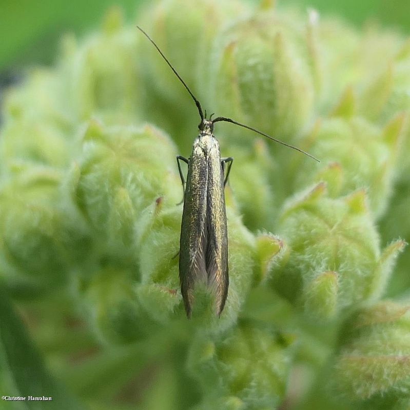 Coleophora moth
