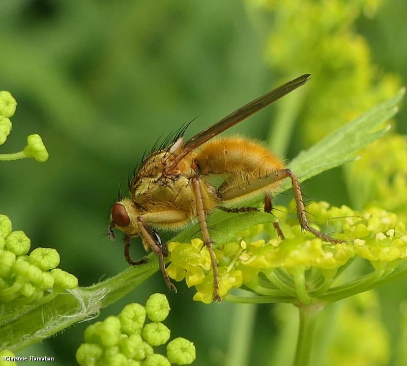 Flies  (Diptera)  of Larose Forest