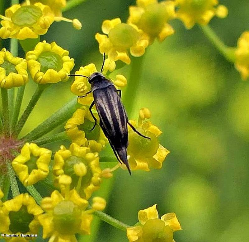 Tumbling Flower Beetles (Family: Mordellidae)