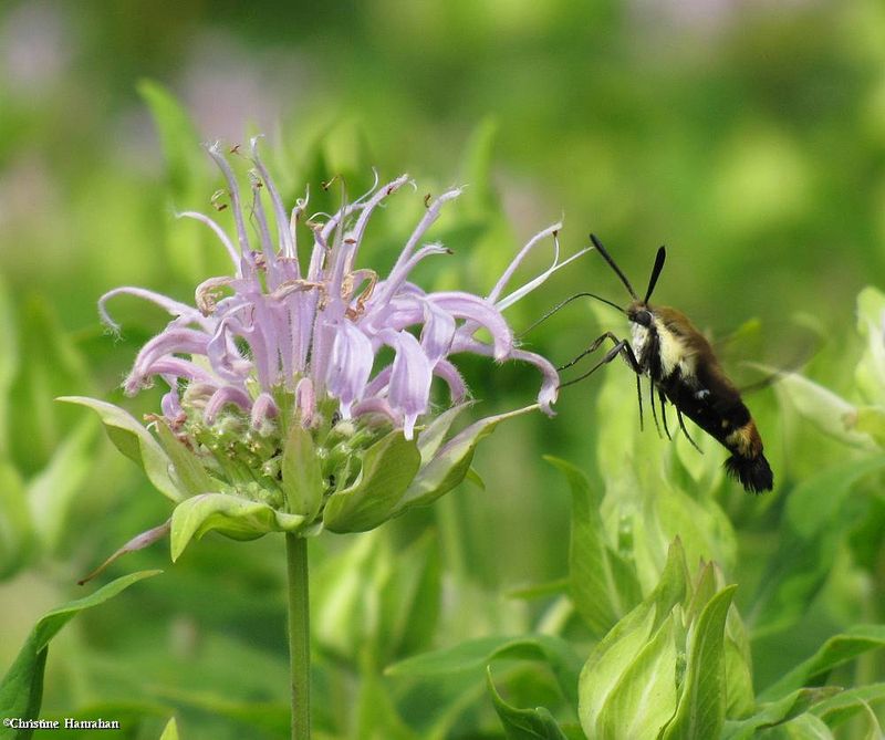 Snowberry clearwing moth (Hemaris diffinis), #7855