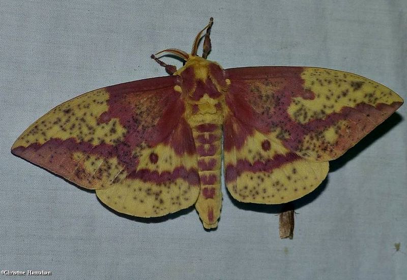 Pine Imperial moth (Eacles imperialis pini), #7704