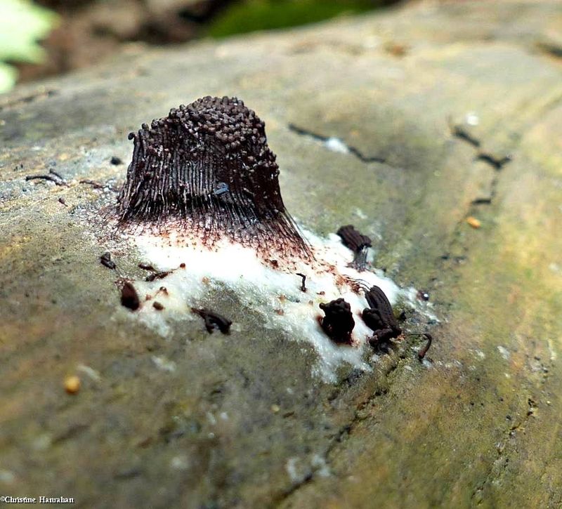 Chocolate tube slime mold (Stemonitis)