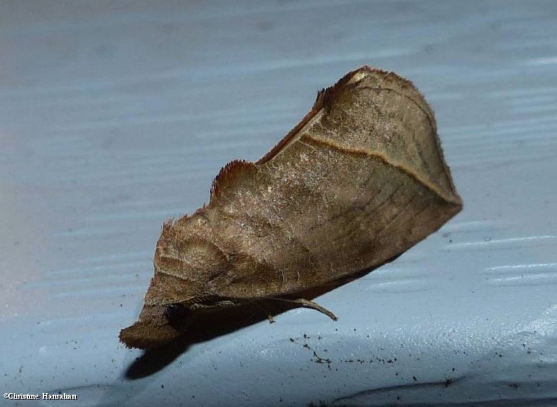 Canadian owlet moth (Calyptra canadensis), #8536