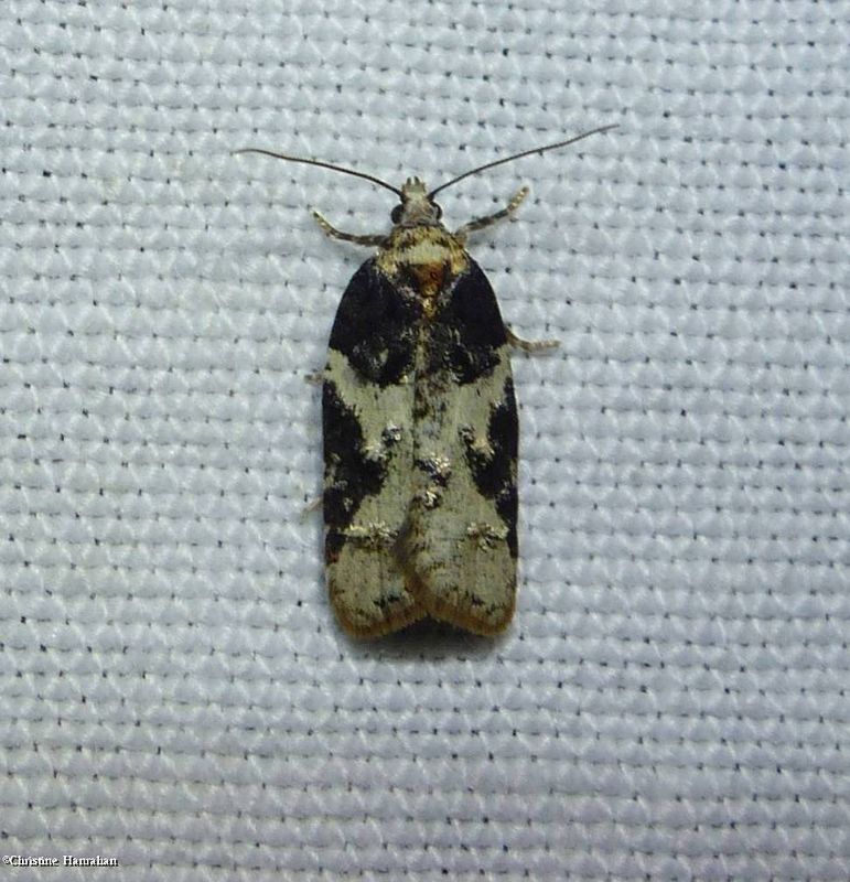 Eastern black-headed budworm moth (Acleris variana), #3548