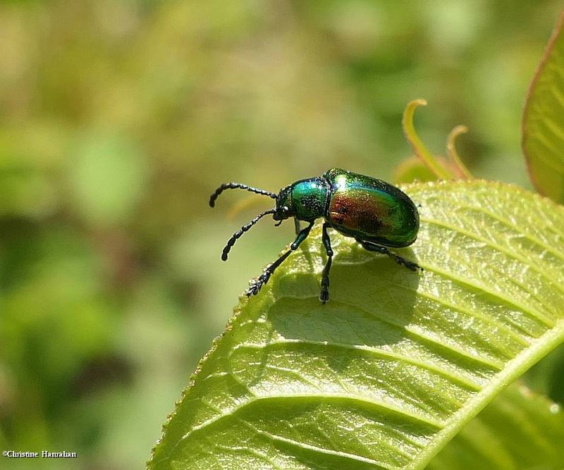 Dogbane beetle (Chrysochus auratus)