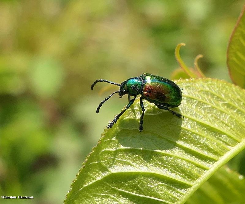 Oval Leaf Beetles (Family Chrysomelidae, Subfamily: Eumolpinae