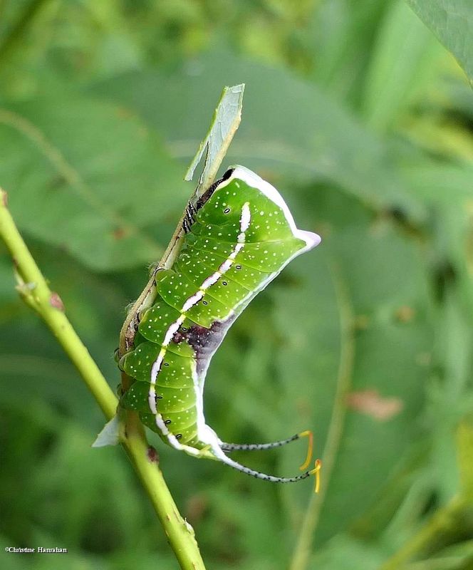 Black-etched prominent moth caterpillar  (Tecmessa scitiscripta), #7942