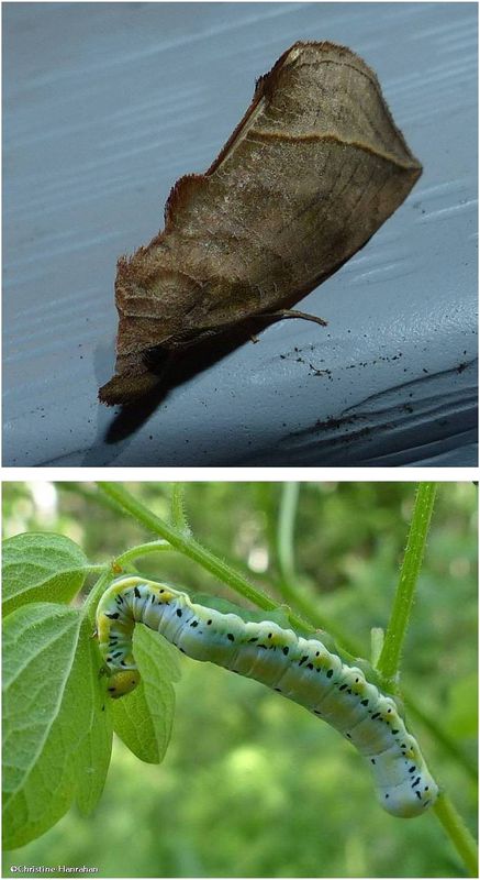 Canadian owlet moth and caterpillar (Calyptra canadensis), #8536