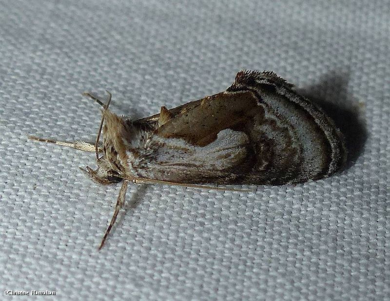 Formosa looper moth  (Chrysanympha formosa), #8904
