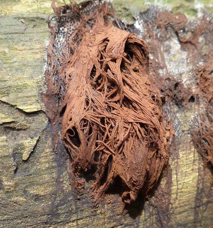Chocolate tube slime mold (Stemonitis splendens)