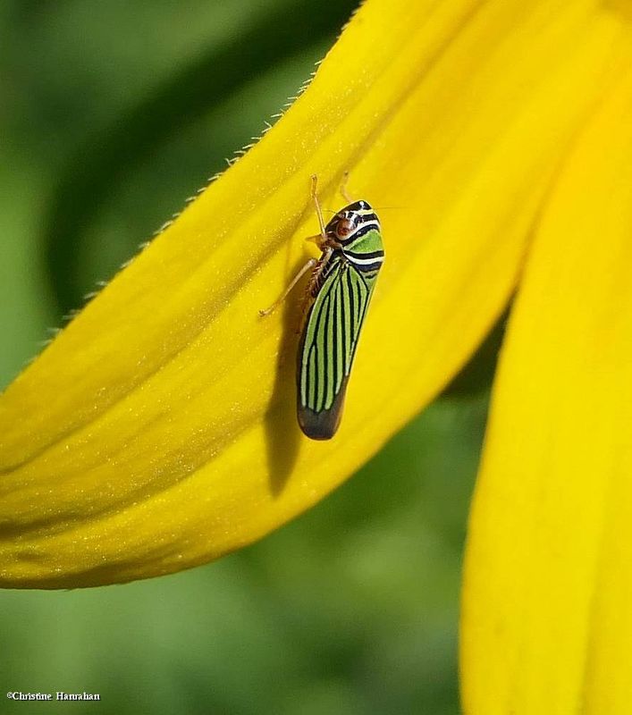 Leafhopper (Tylozygus bifidus)