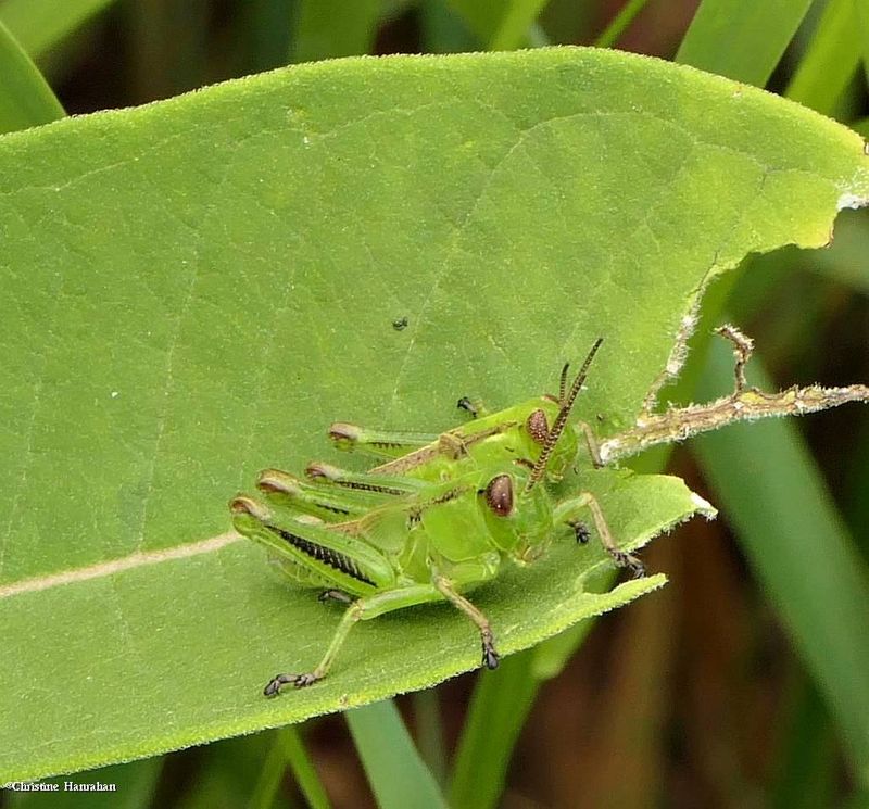Grasshoppers (Melanoplus)