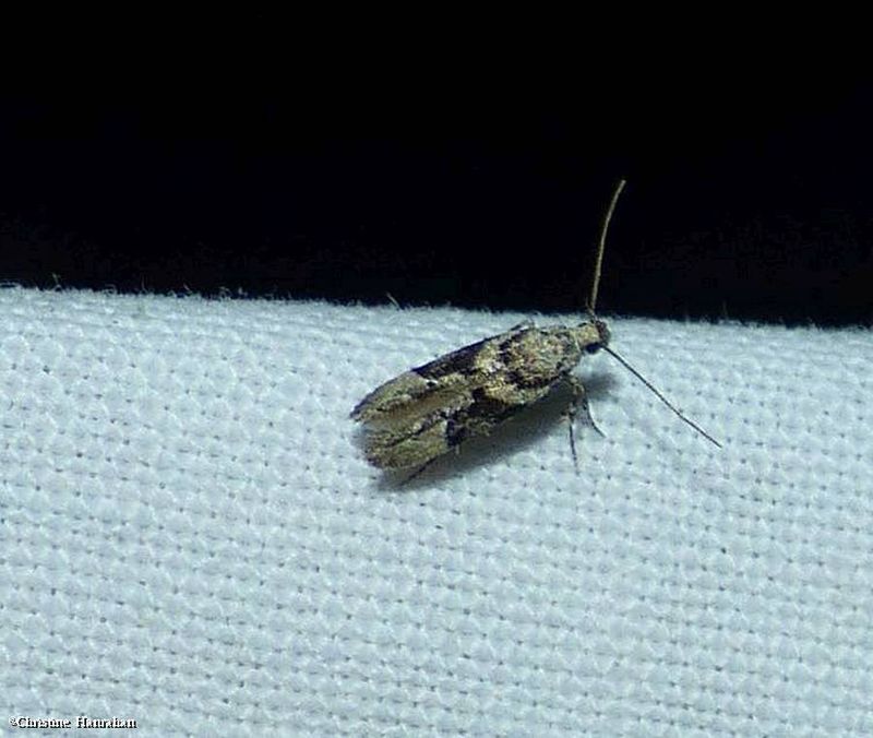 Spruce micro moth (Coleotechnites atrupictella,?em>), #1792