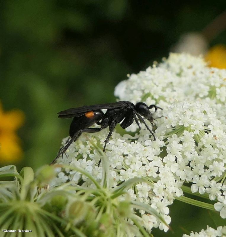 Spider wasp (Pompilini)