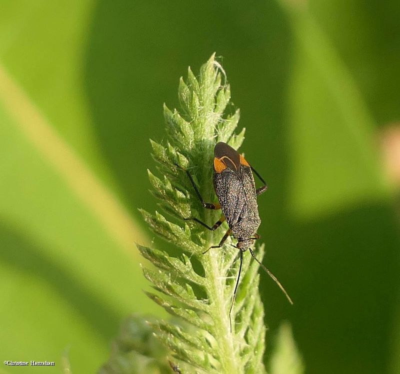 Plant bug (Polymerus venaticus)