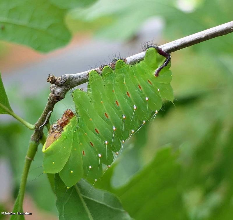 Polyphemus silk moth caterpillar (Antheraea polyphemus), #7757