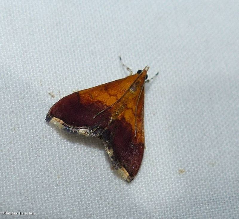 Bicolored pyrausta moth (Pyrausta bicoloralis), #5040