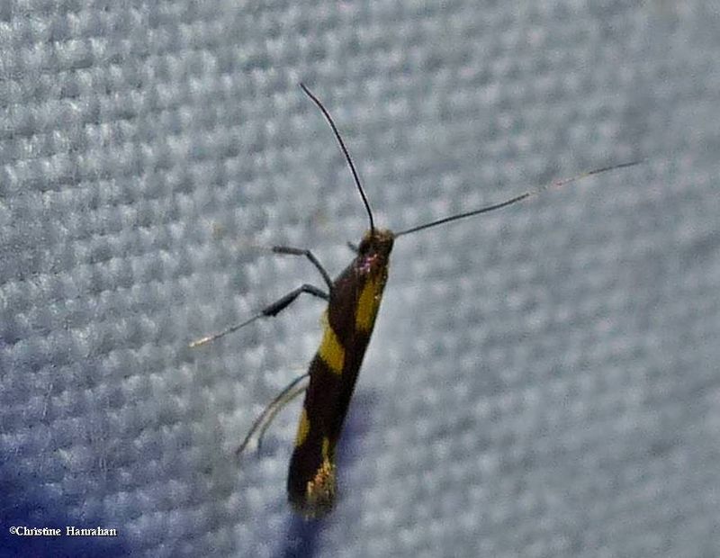 Leaf blotch miner moth (Caloptilia sp.)