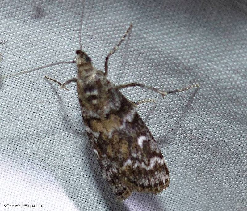 Spruce coneworm moth  (Dioryctria reniculelloides), #5843