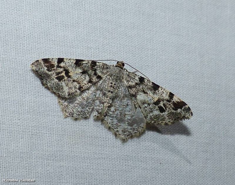 White pine angle moth (acaria pinistrobata), #6347