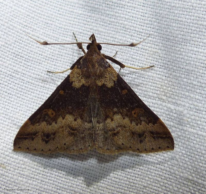 Discolored renia moth (Renia discoloralis), #8381