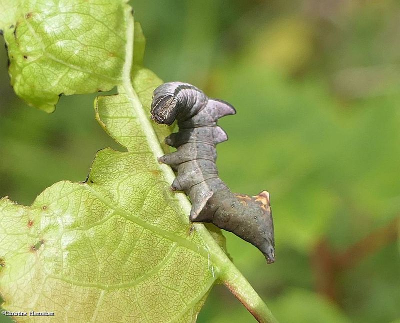 Finned willow prominent moth caterpillar (<em>Notodonta scitipennis</em>), #7926