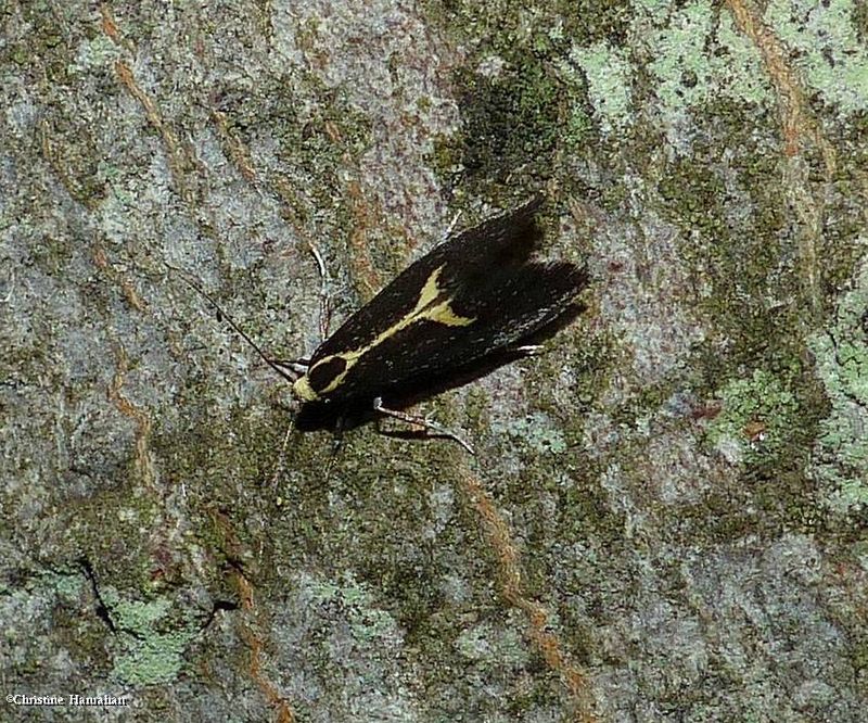 The skunk moth (Polix coloradella),   #1058