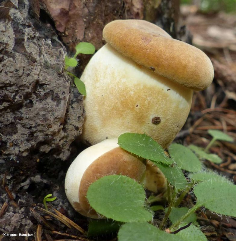 velvet-footed pax mushroom