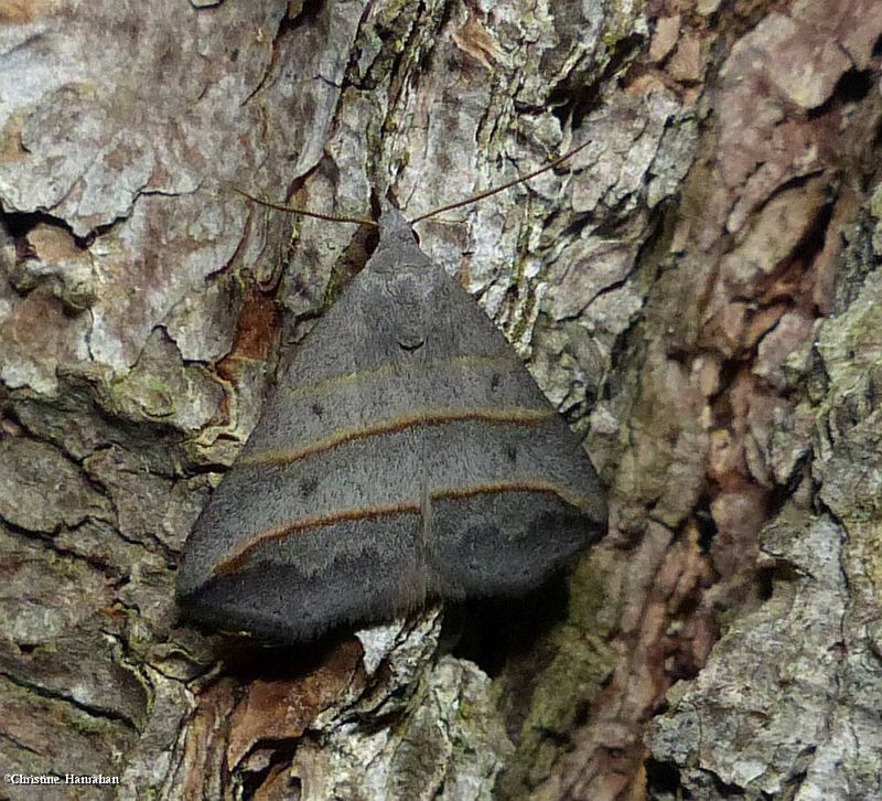 Yellow-lined owlet moth (Colobochyla interpuncta), #8411
