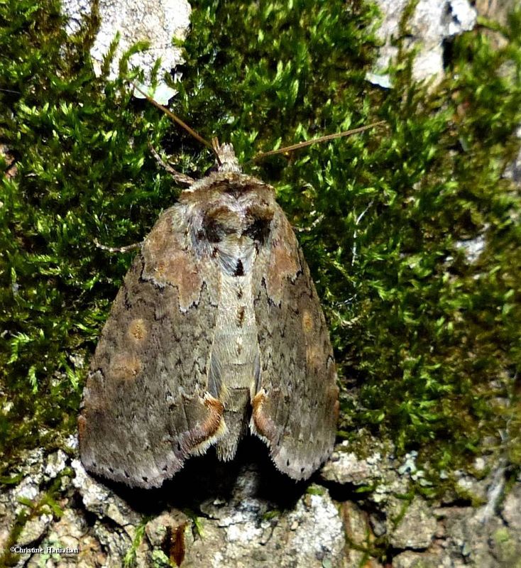 Tufted thyatirid moth (Pseudothyatira cymatophoroides), #6237