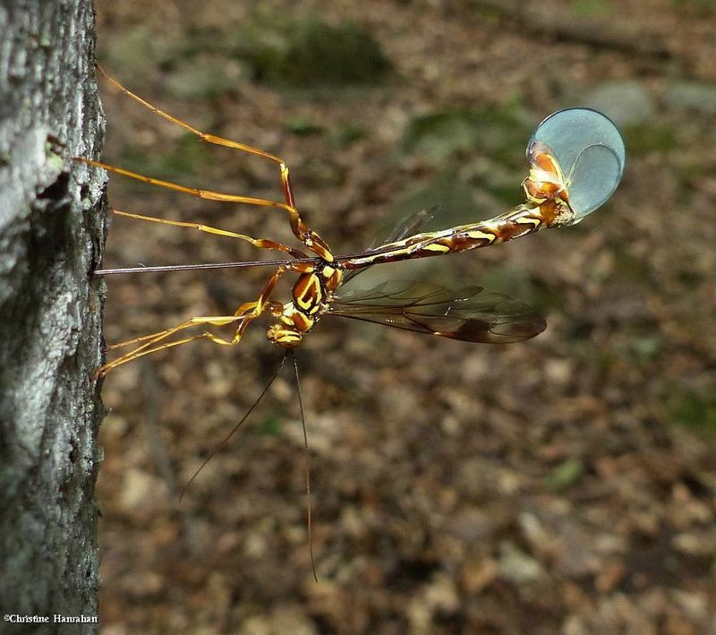 Giant Ichneumonid wasp (Megarhyssa macrurus)