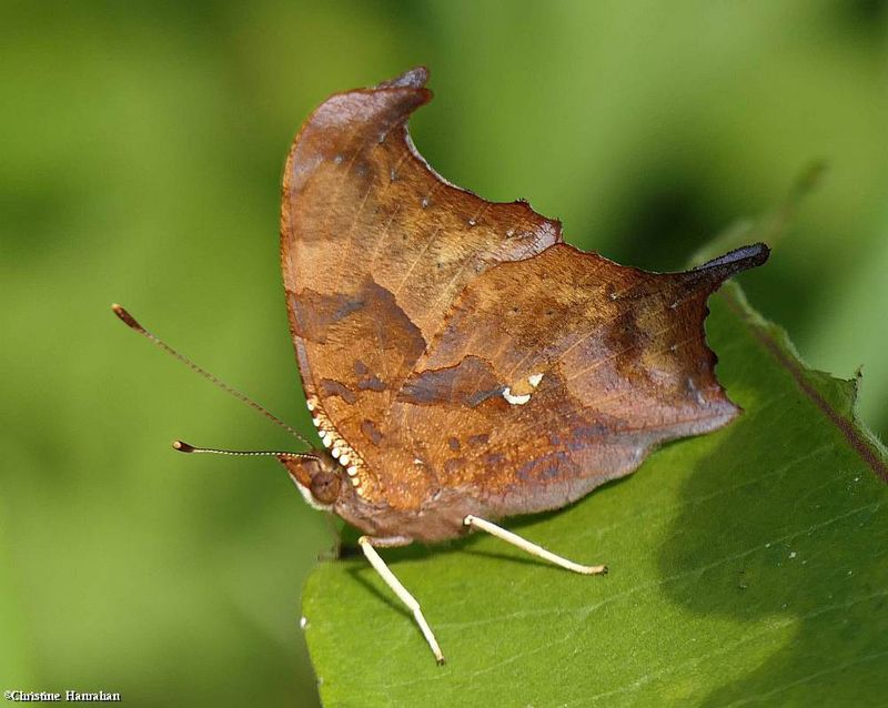 Question Mark butterfly (Polygonia interrogationis)