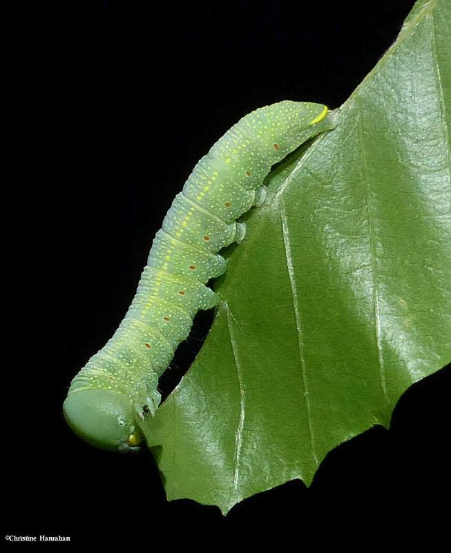 White-dotted prominent moth caterpillar (Nadata gibbosa), #7915