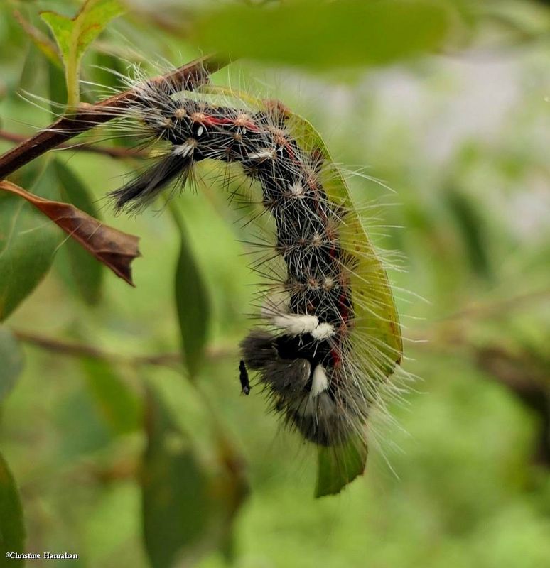 Yellow-haired dagger moth caterpillar (Acronicta impleta), #9257