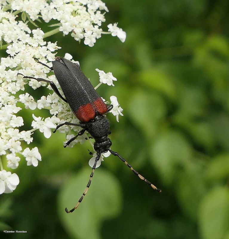 Red-shouldered pine borer beetle Stictoleptura canadensis)
