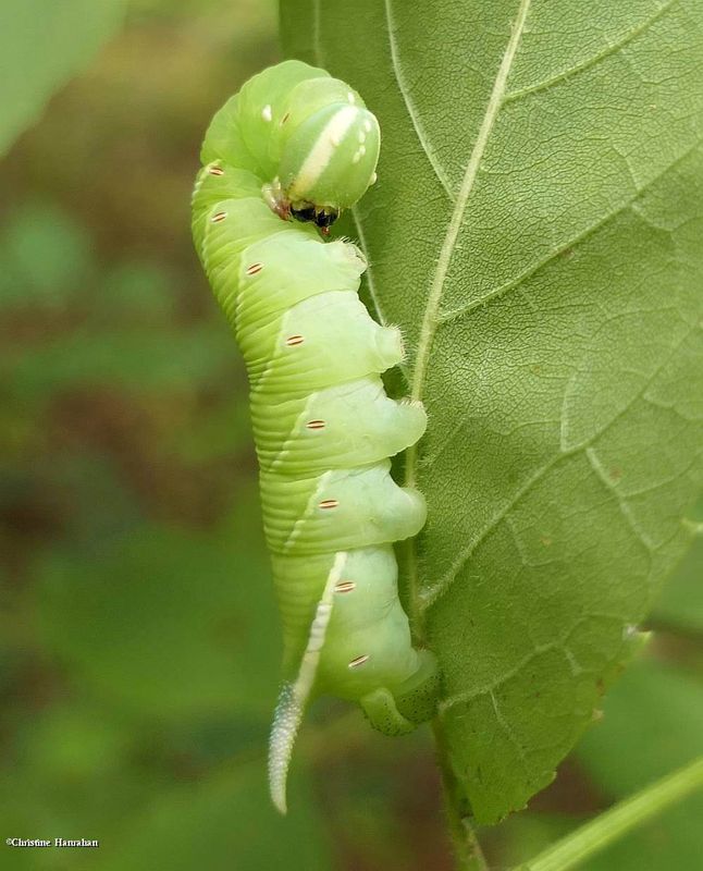 Waved sphinx moth caterpillar  (Ceratomia undulosa), #7787