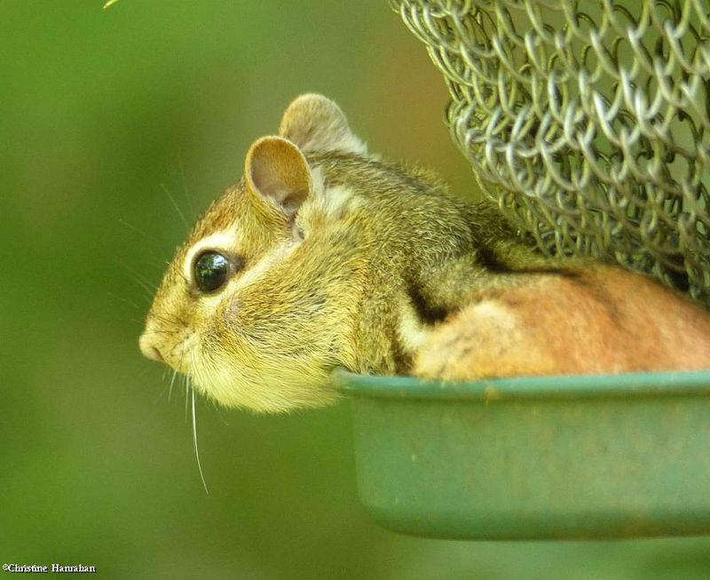 Eastern chipmunk