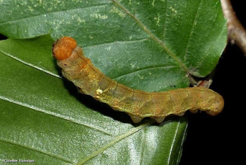 Tufted thyatirid moth caterpillar (Pseudothyatira cymatophoroides), #6237