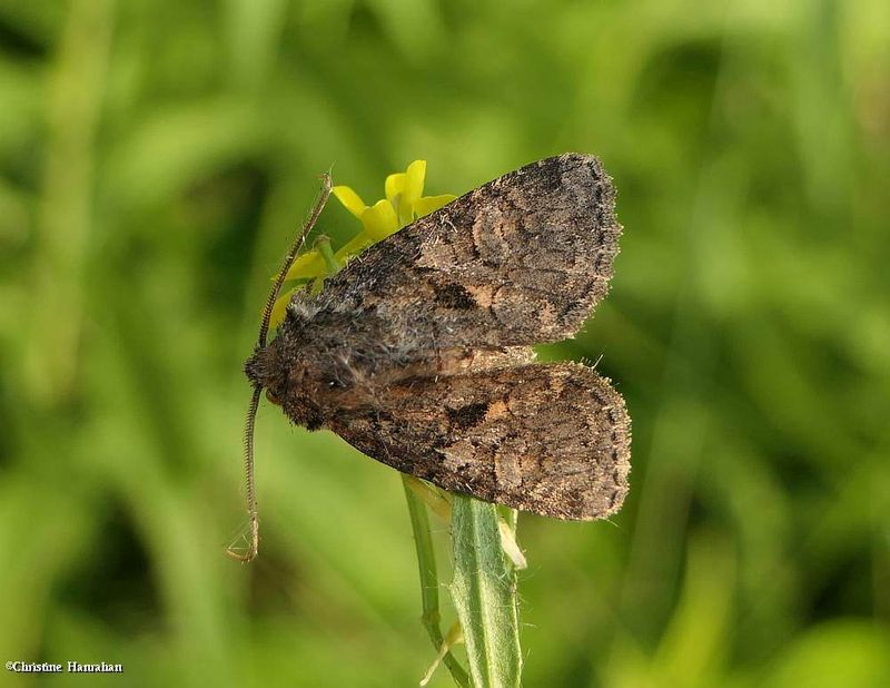 Disparaged arches moth (Orthodes detracta), #10288